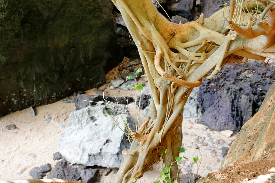 root, tree, old, nature, log, wood, tree root, plant, mangroves HD wallpaper
