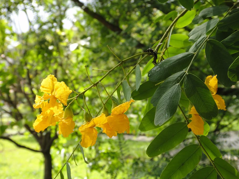 yellow, flower, trees, spring, space, nature, leaf, branch HD wallpaper