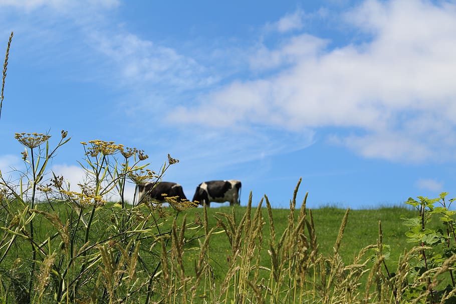 Meadow, England, Cows, Cattle, summer, nature, grass, green HD wallpaper