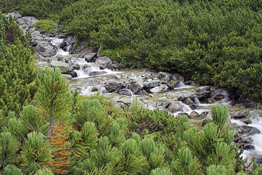 Stream, Cold, Fresh, Mountains, High, slovakia, rocks, clean HD wallpaper