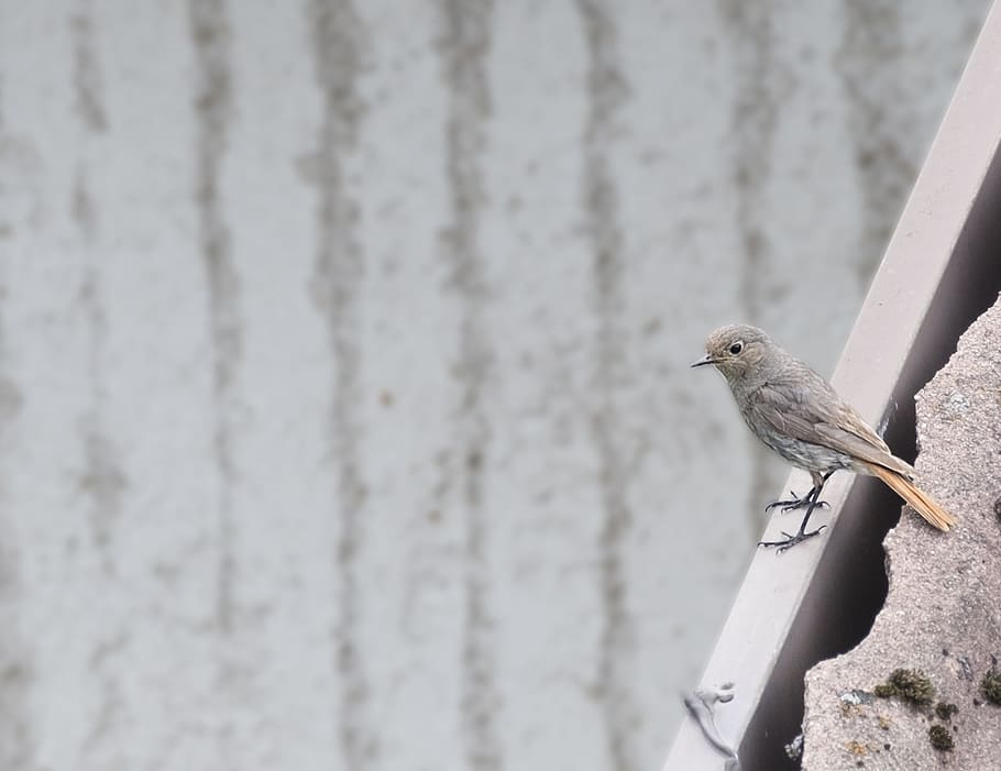 bird, black redstart, mountain, animal themes, vertebrate, one animal HD wallpaper