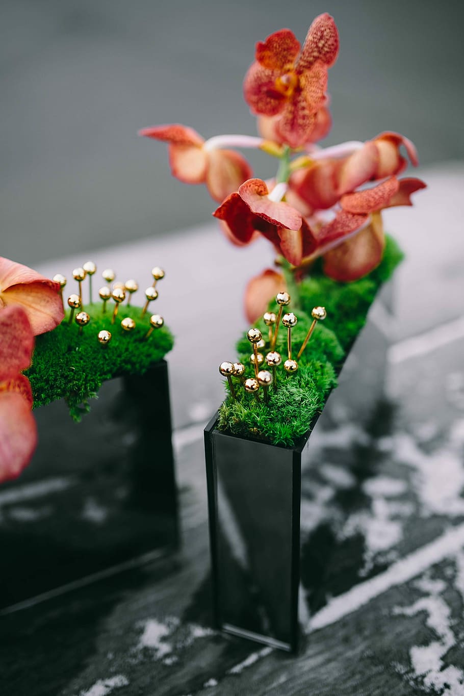 Miniature ornamental plants in rectangular boxes, small, decoration HD wallpaper