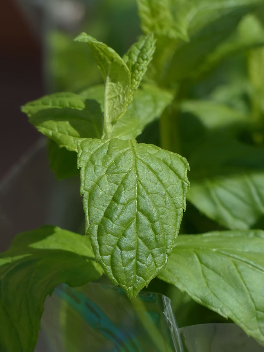 Green, Mint, Kitchen, Herb, Plant, green mint, kitchen herb HD wallpaper