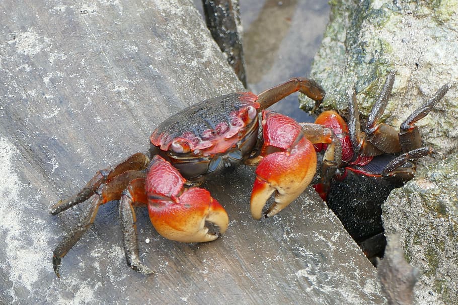 crab on stone, cancer, animal, shellfish, animals, pliers, creature, HD wallpaper