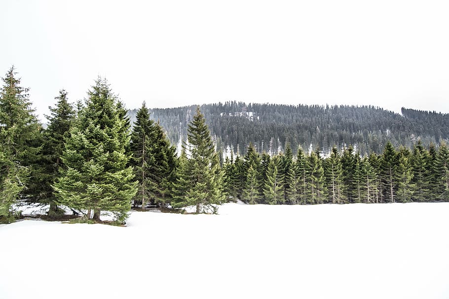 landscape of pine trees covered with snow, winter, white, cold HD wallpaper