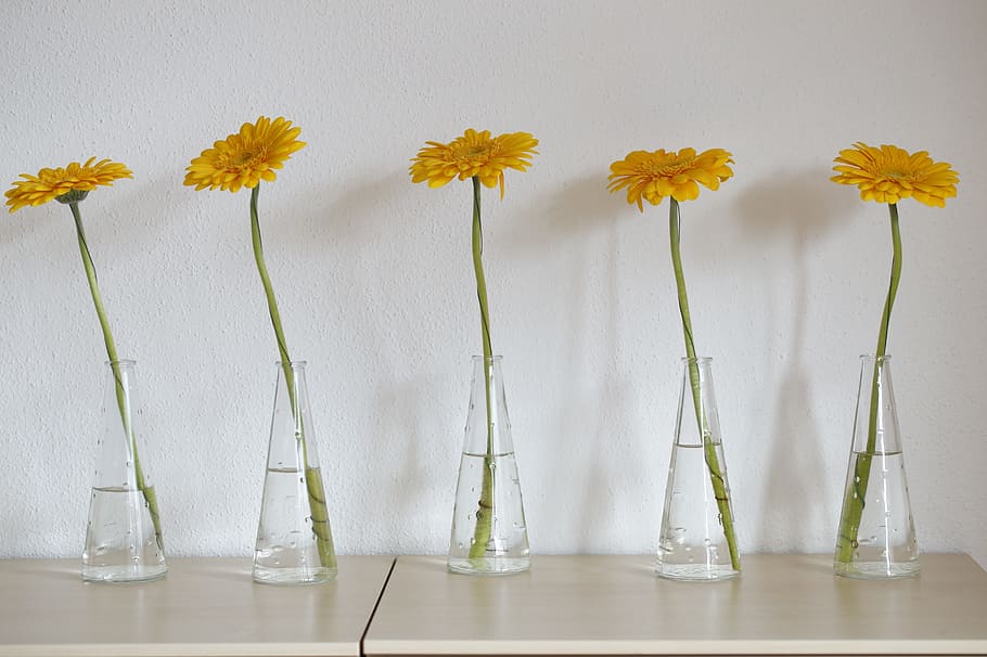 five yellow sunflowers in clear glass vases, gerbera, blossom, HD wallpaper
