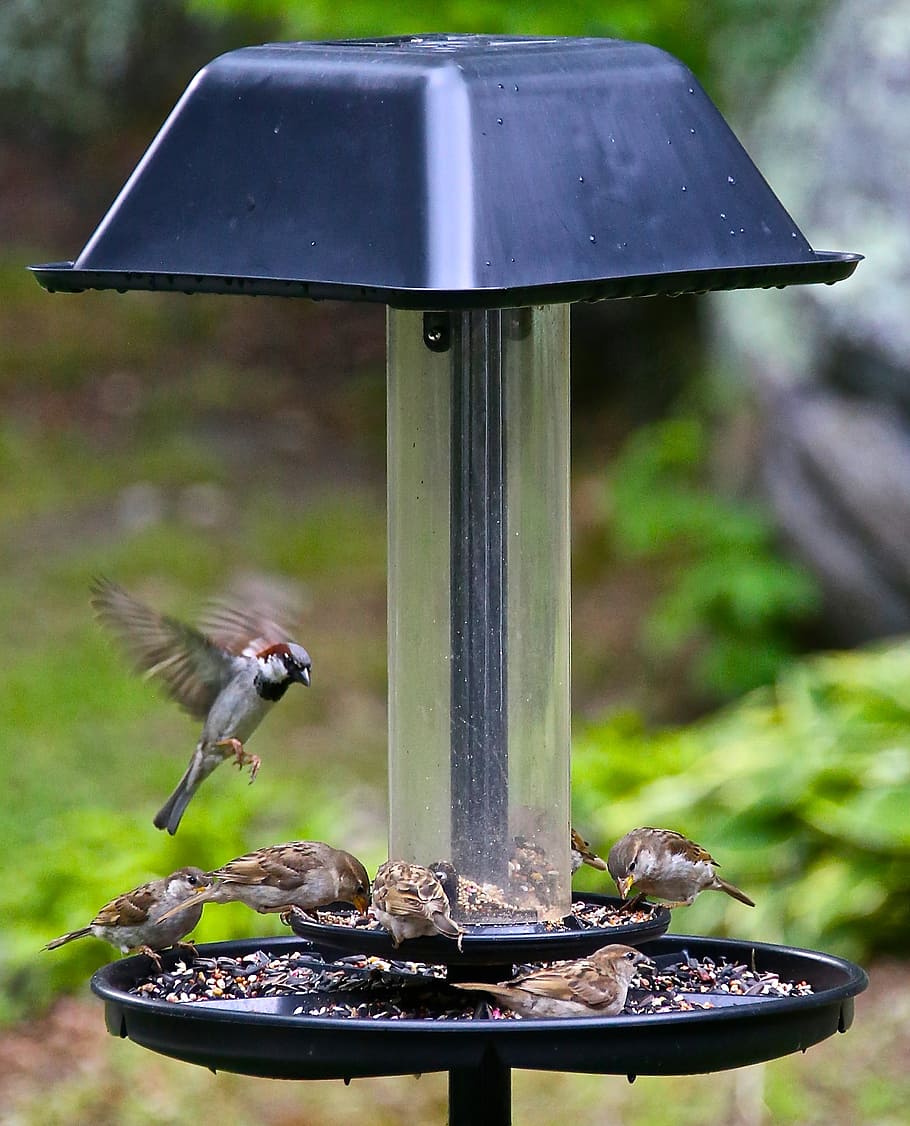 hummingbird, small, flutter, wild, animal, animal themes, bird feeder HD wallpaper