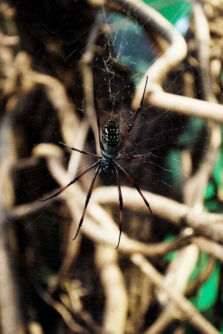 spider, web, arachnid, insect, predator, spider web, invertebrate HD wallpaper
