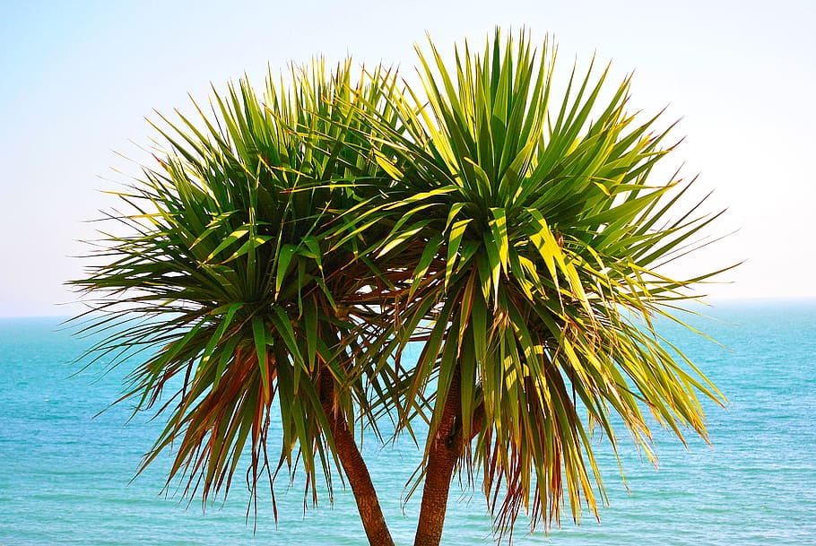 tree, exotic, tropical, nature, palm, summer, travel, sea, beach HD wallpaper