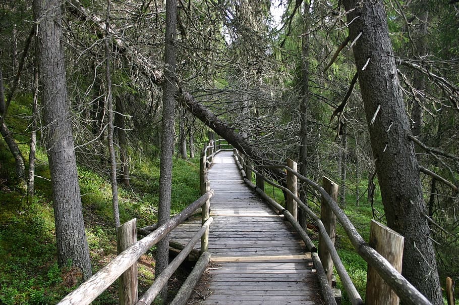 forest, the path, duckboards, terrain, crashed, weapons of mass destruction HD wallpaper