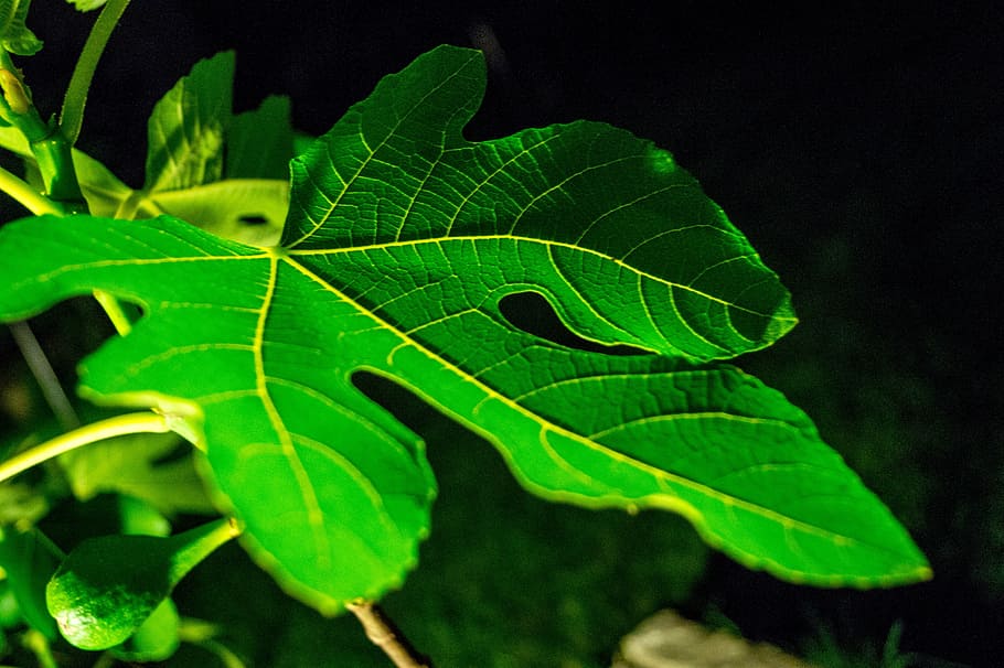 leaf, fig, green, background, nature, tree, frisch, plant part HD wallpaper