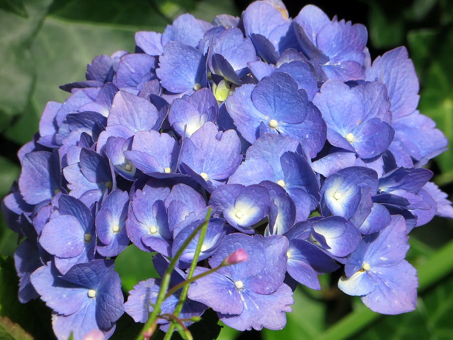Hydrangea Macrophylla, blue, flowering, purple flowers, blue flowers HD wallpaper