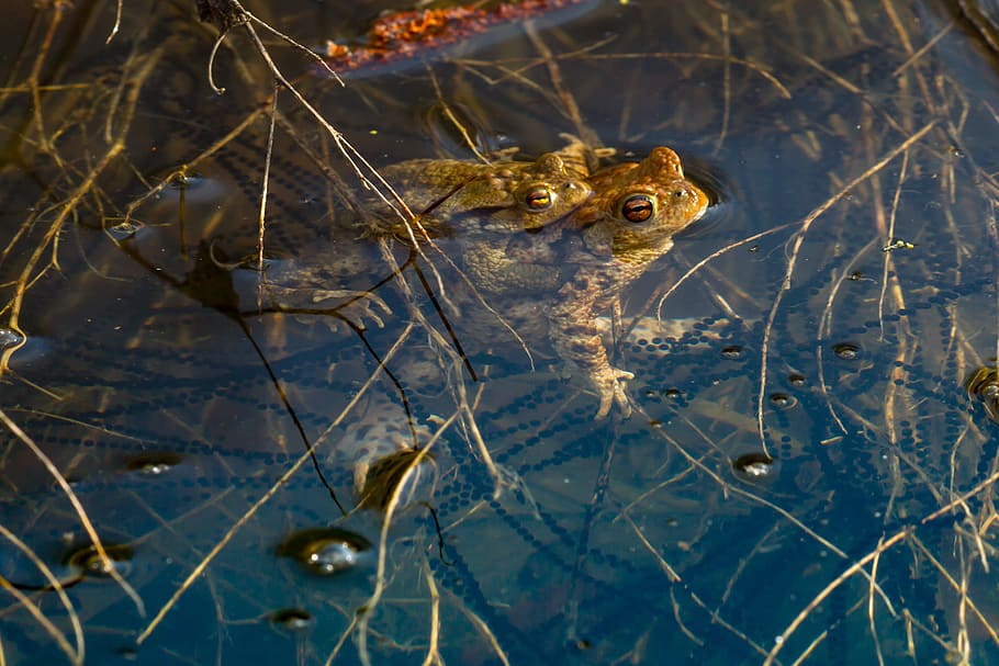 frog, spawn, pairing, mating season, spawning cord, water, frog spawn HD wallpaper