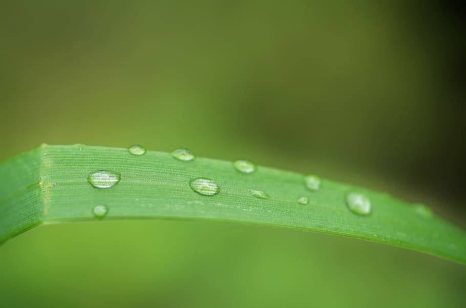 grass, leaf, nature, green, natural, summer, plant, garden HD wallpaper