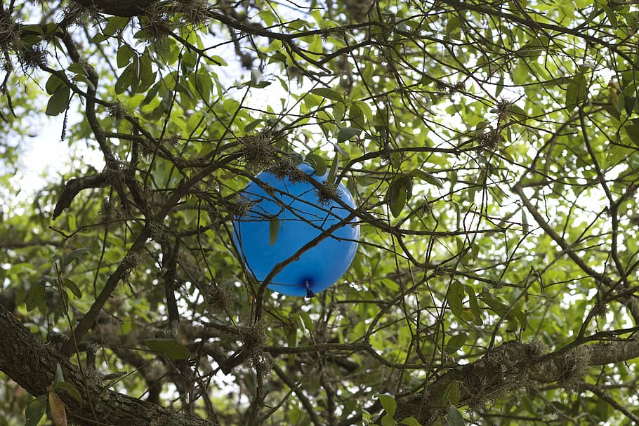 ballons, tree, leaves, decoration, plant, branch, blue, low angle view HD wallpaper
