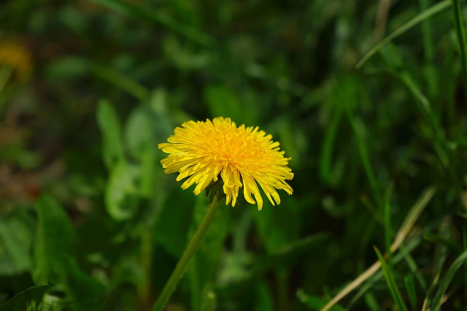 Dandelion, Spring, Flower, Yellow, spring flower, bloom, pointed flower HD wallpaper