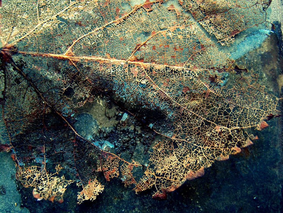 Leaf, Nature, Old, backgrounds, abstract, macro, close-up, textured HD wallpaper