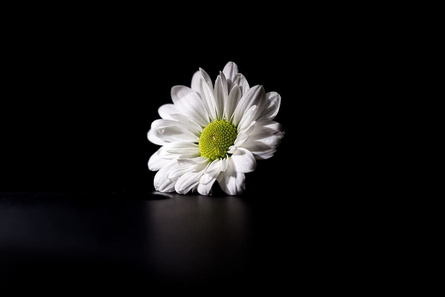 HD wallpaper: White flower captured on a dark background, nature, flowers,  daisy | Wallpaper Flare