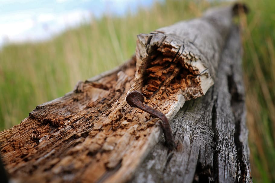 nail, rust, old, nature, wood, tree, tree trunk, plant, wood - material HD wallpaper