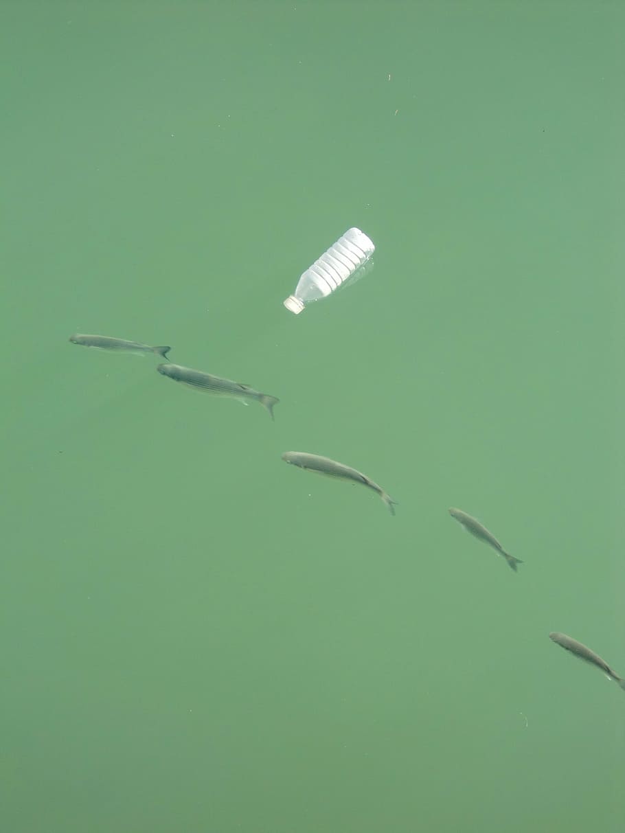 clear plastic bottle near fish on water, river, garbage, pollution HD wallpaper