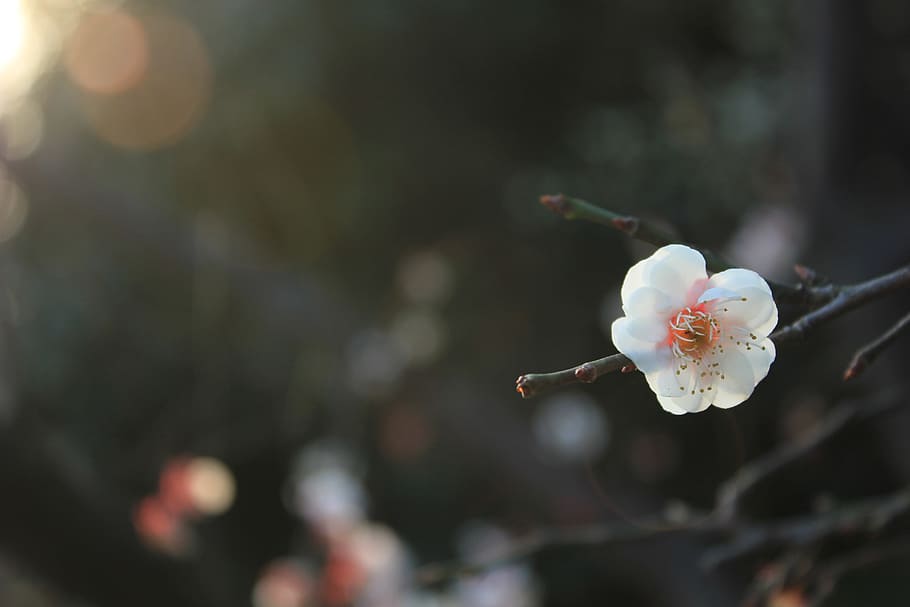 selective focus photography of flower in bloom, Plum Blossom, HD wallpaper