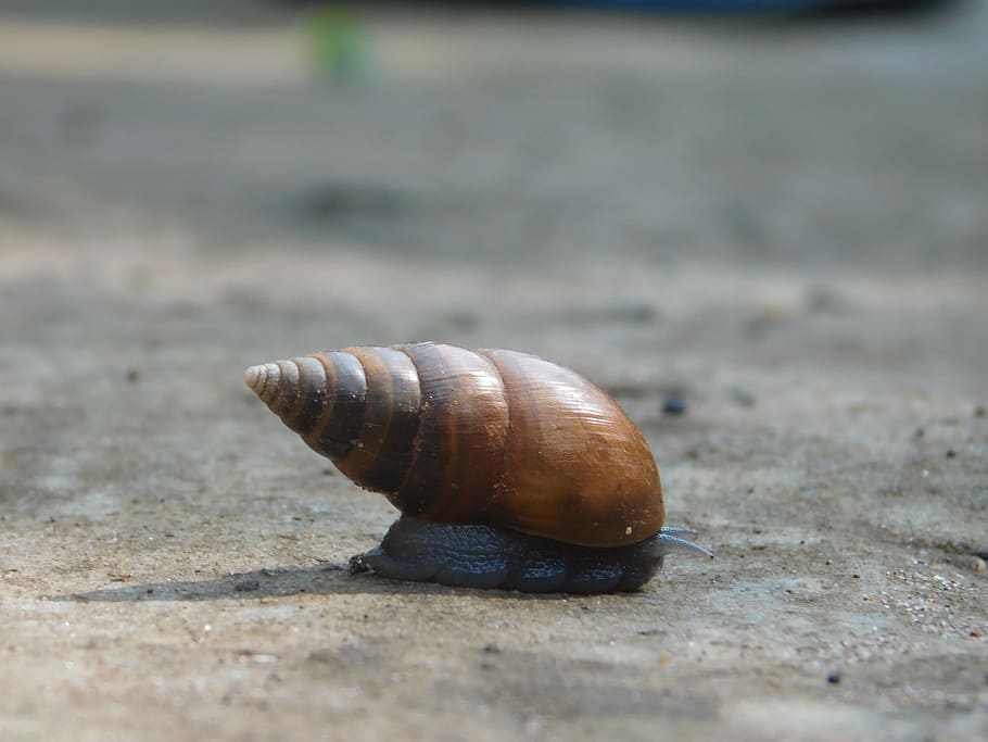 snail, sunlight, stone, animal wildlife, shell, animal themes HD wallpaper