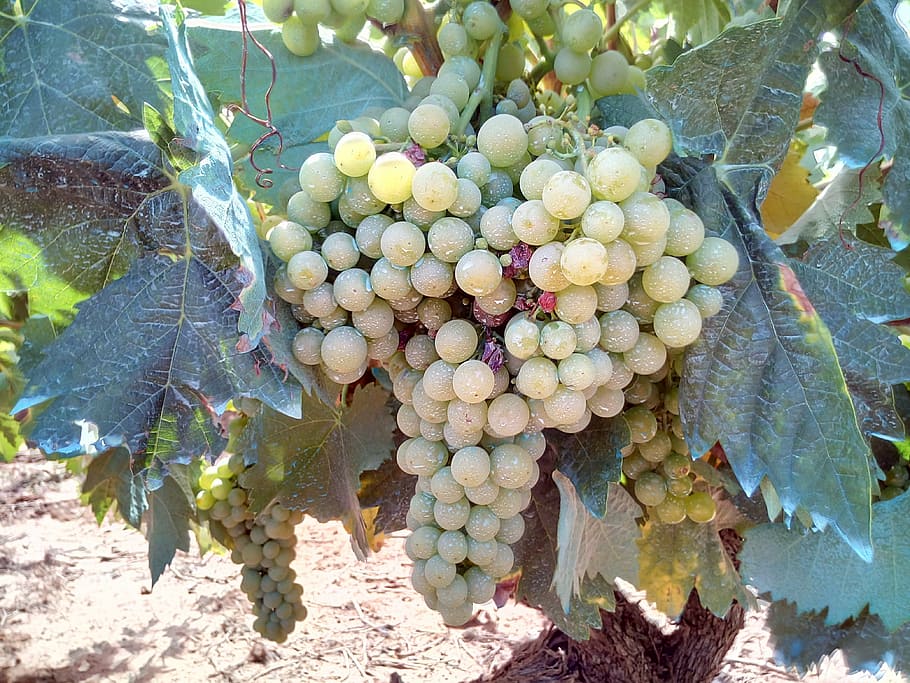 grape, white, vineyard, vineyards, field, wine, clusters, plant HD wallpaper