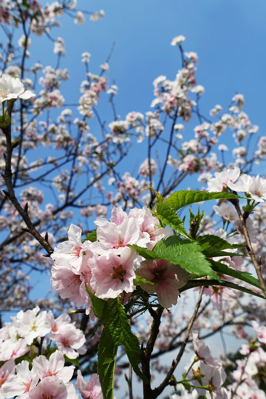 sakura, cherry, flower, mountain, cherry blossoms, plant, pink HD wallpaper