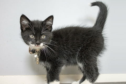 black and white kitten near white painted wall, sweet, cat HD wallpaper