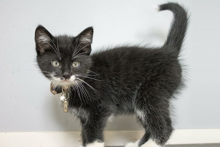 black and white kitten near white painted wall, sweet, cat HD wallpaper