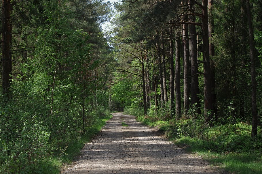 forest, tree, plant, direction, the way forward, land, growth HD wallpaper