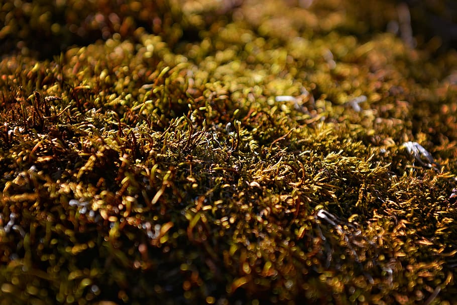 Moss, Green, Fluffy, Soft, Plant, Nature, close, insect, colony HD wallpaper