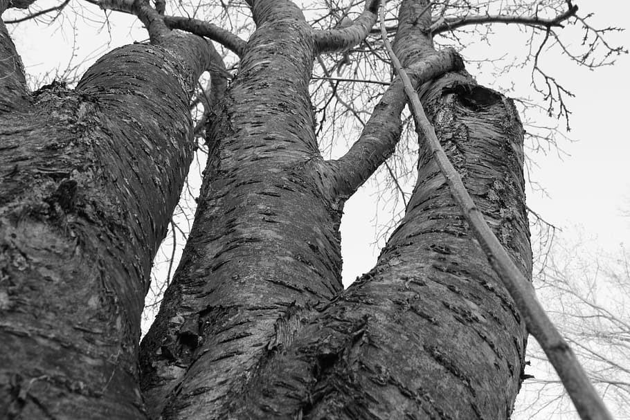 tree, dead, winter, branches, twigs, high, tall, trunk, tree trunk HD wallpaper