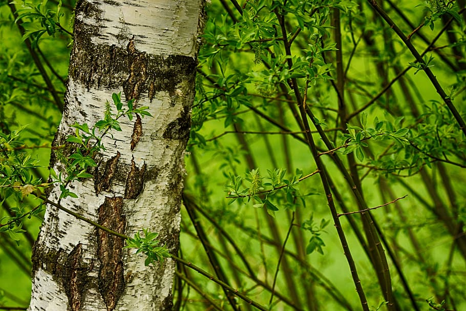 tree, wood, birch, spring, green, nature, plant, trunk, tree trunk HD wallpaper
