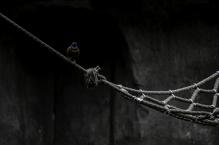 brown and blue bird perched on hammock, selective focus of brown bird perching on brown rope hammock, HD wallpaper