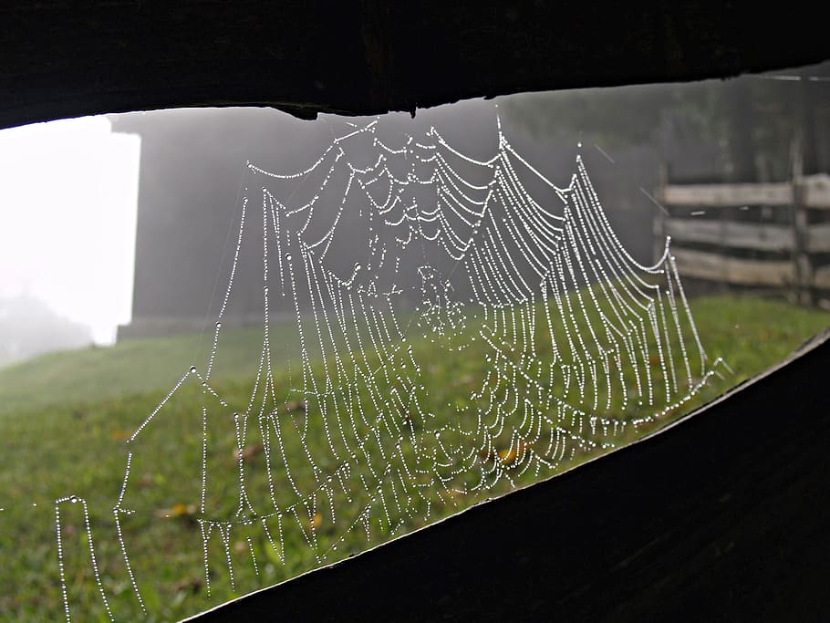 Cobweb, Alpine, Farm, Barn, Nature, Alm, bavaria, mountain farm HD wallpaper