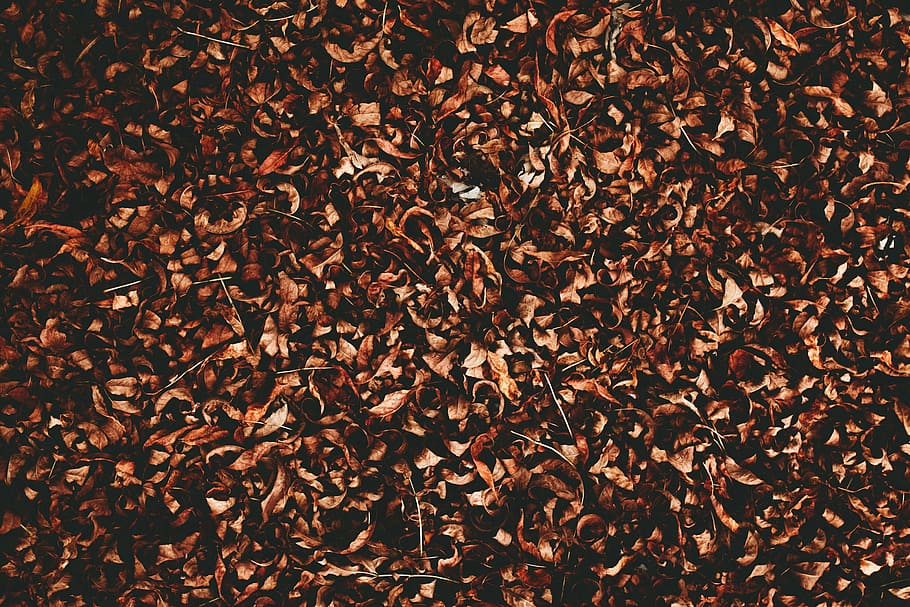 brown dried leaves, leaf, fall, autumn, abundance, full frame HD wallpaper