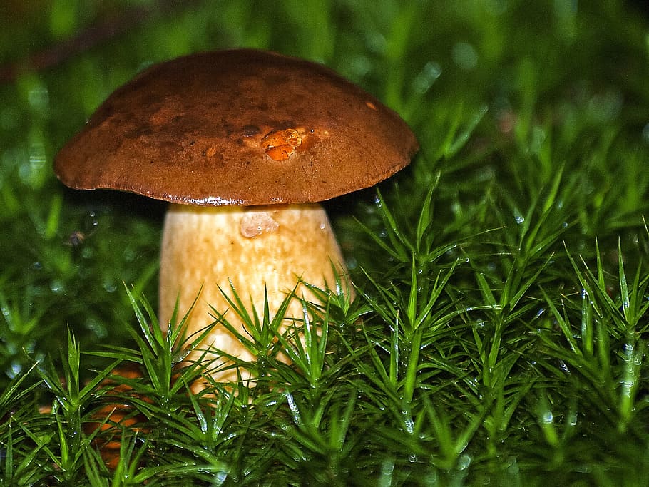 Cep, Mushroom, Forest, Nature, autumn, food, fungus, close-up, HD wallpaper