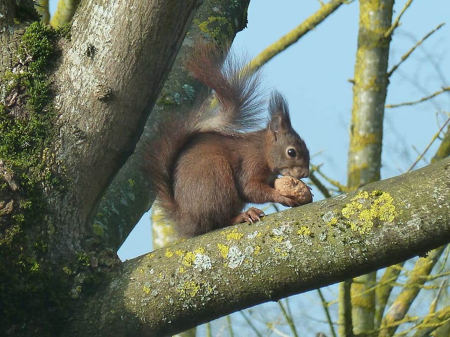 squirrel, roux, tree, nuts, garden, mammal, animal wildlife HD wallpaper