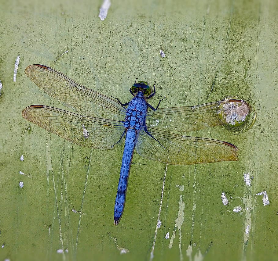 blue skimmer, dragonfly, insect, wings, bug, dragonflies, nature HD wallpaper