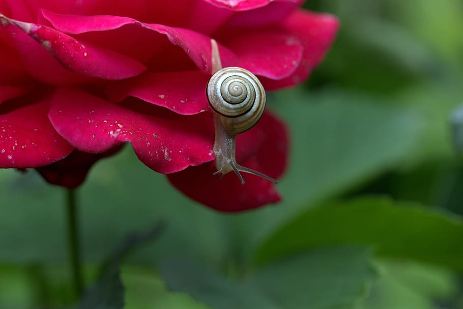 snail on red petaled flower, rose, petals, shell, dew, close-up HD wallpaper