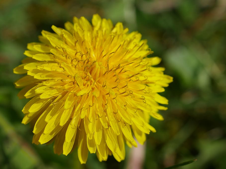 dandelion, yellow, close, macro, details, flower, taraxacum officinale HD wallpaper