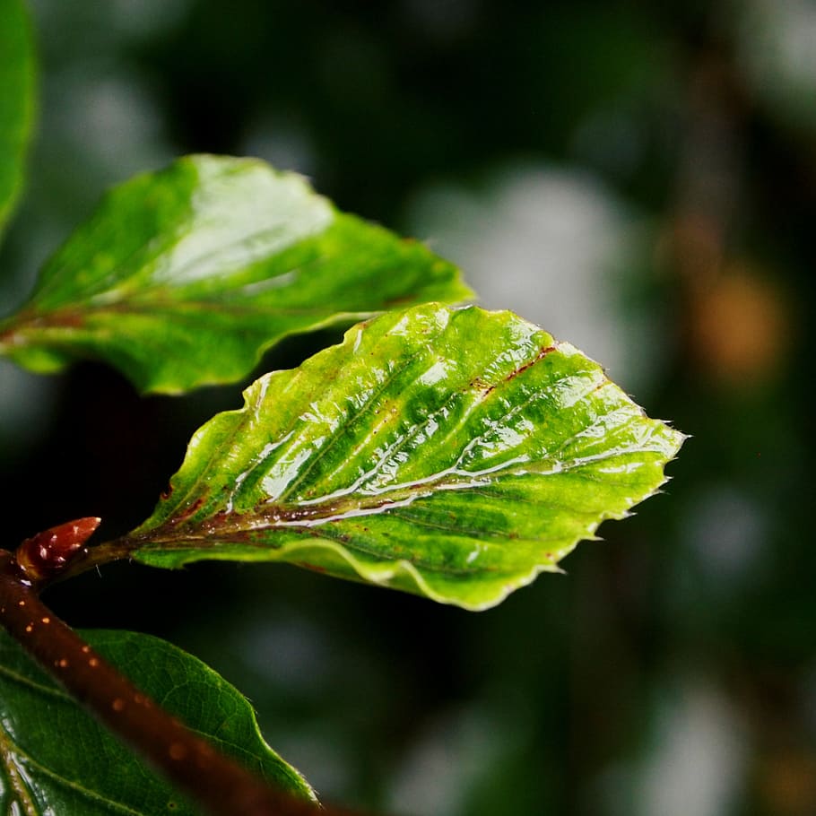 beech, petal, rain, wet, green, nature, drops, leaf, plant part HD wallpaper