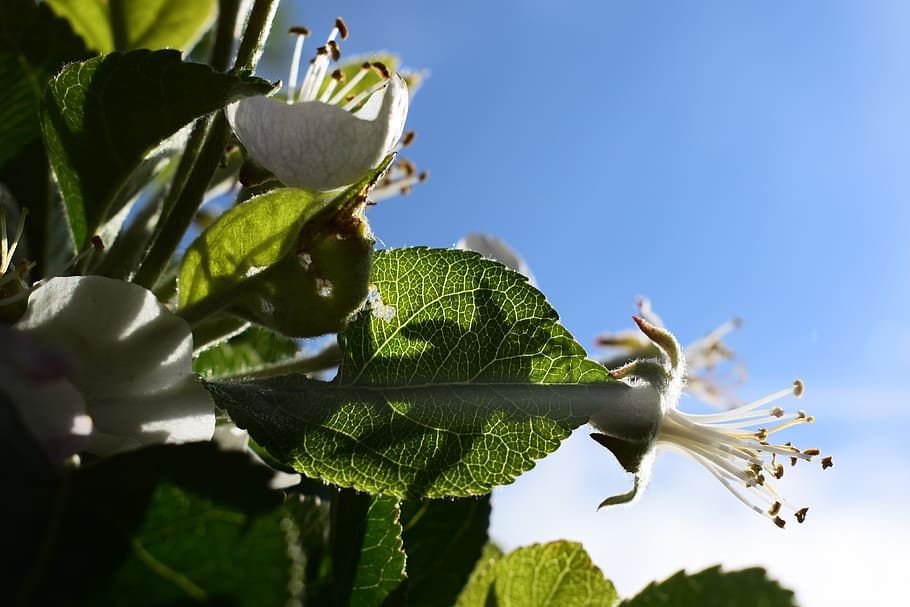 apple, flower, spring, plant, leaf, plant part, growth, nature HD wallpaper