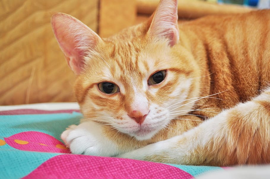 Kitty, Pets, Cute, Cat, Kitten, domestic Cat, animal, feline HD wallpaper