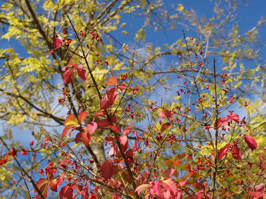 tree, leaves, autumn, plant, beauty in nature, growth, branch HD wallpaper