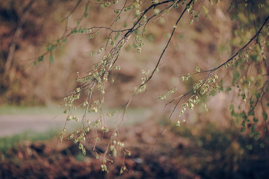 spring, woods, tree, nature, forest, landscape, green, season HD wallpaper