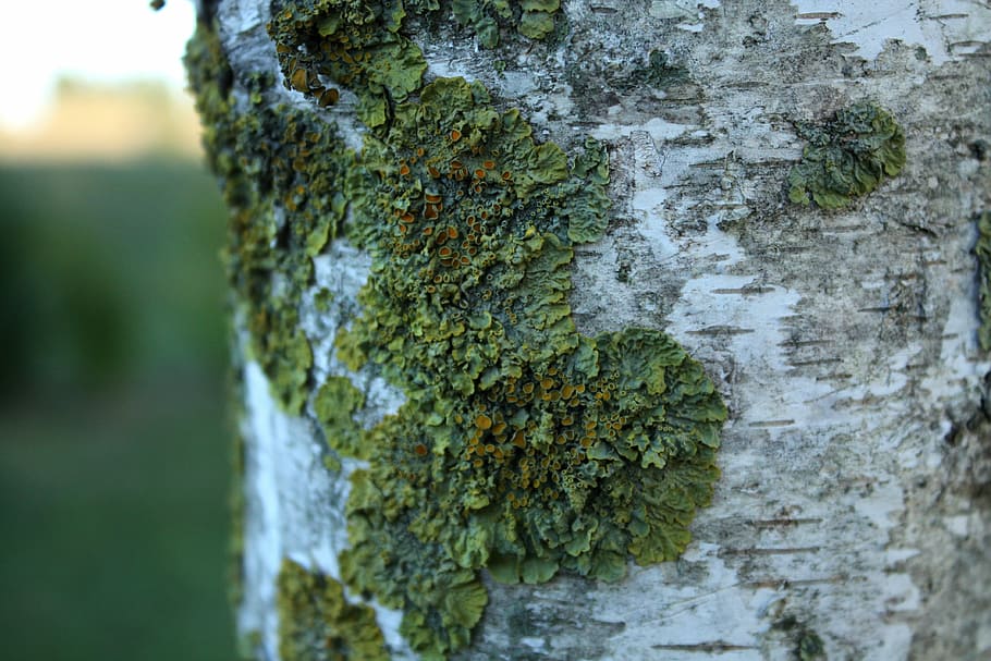 Birch Bark, Foam, Trunk, day, focus on foreground, moss, close-up HD wallpaper