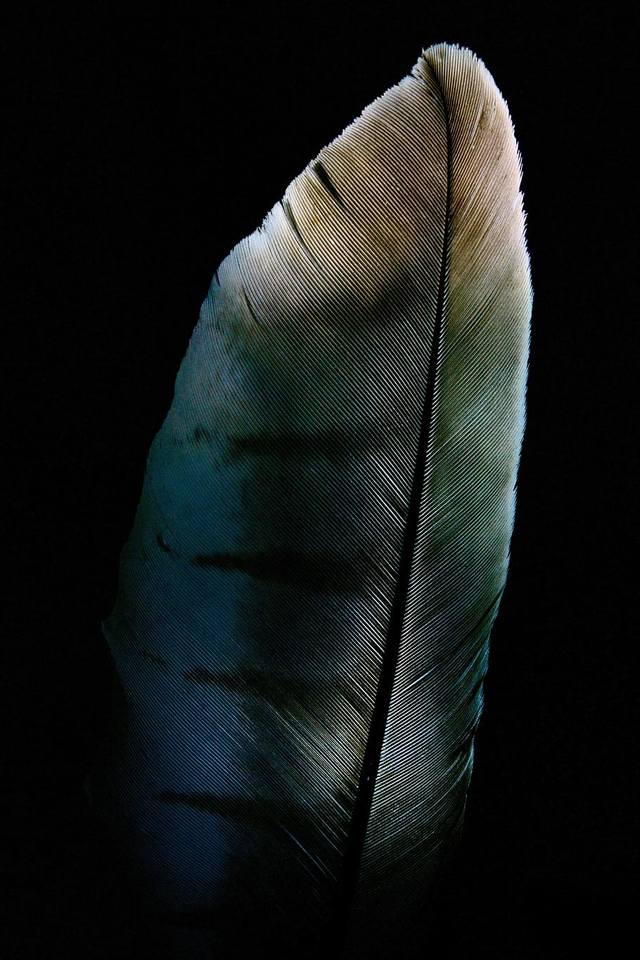 feather, raptor, milan, black background, indoors, no people HD wallpaper