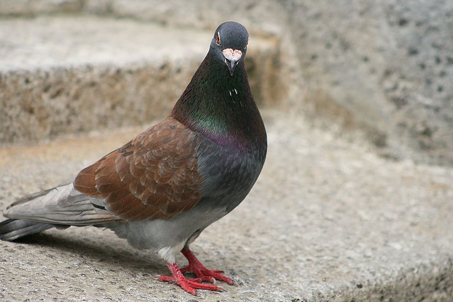 dove, bird, poultry, one animal, animal wildlife, vertebrate HD wallpaper